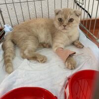 Стерилизация кошки